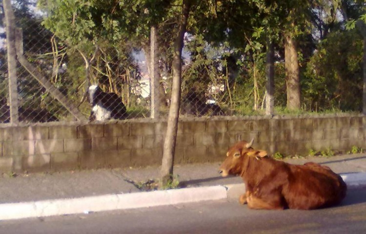 Vacas podem ser encontradas pelo bairro da Jova Rural; algumas são criadas em terrenos  (Aline Kátia Melo/Divulgação)